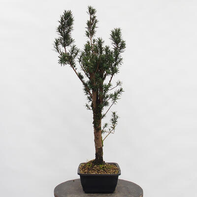 Venkovní bonsai - Taxus cuspidata  - Tis japonský - 3