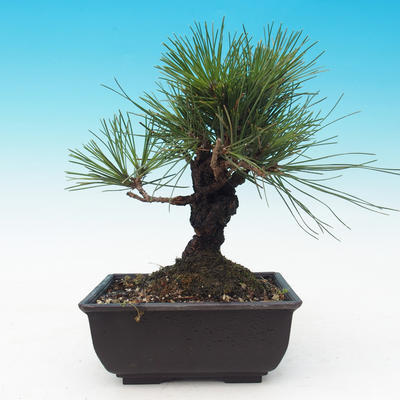 Venkovní bonsai - Pinus thunbergii corticosa - borovice korková - 3
