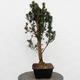 Venkovní bonsai - Taxus cuspidata  - Tis japonský - 3/5