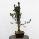 Venkovní bonsai - Taxus cuspidata  - Tis japonský - 3/5