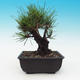 Venkovní bonsai - Pinus thunbergii corticosa - borovice korková - 3/4