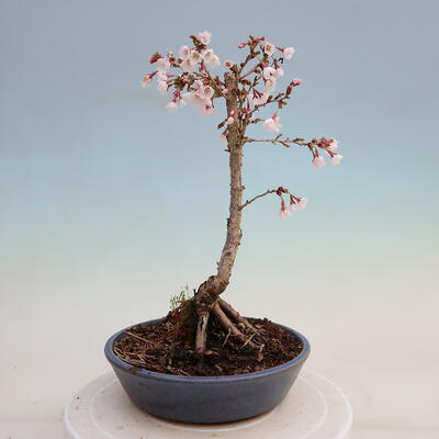 Venkovní bonsai - Prunus incisa Kojou-no mai-Slivoň vyříznutá - 3