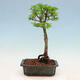 Venkovní bonsai -Javor malolistý SHISHIGASHIRA - 3/3