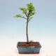 Venkovní bonsai -Javor malolistý SHISHIGASHIRA - 3/3