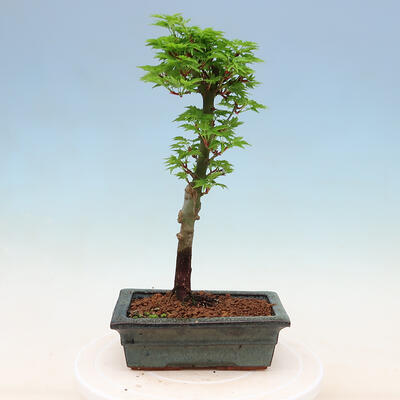 Venkovní bonsai -Javor malolistý SHISHIGASHIRA - 3