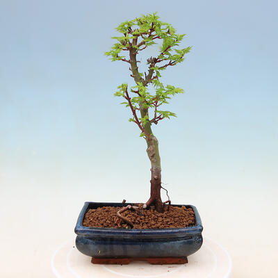 Venkovní bonsai -Javor malolistý SHISHIGASHIRA - 3