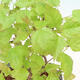 Venkovní bonsai - Acer GINALA - Javor ohnivý - 3/3