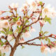 Venkovní bonsai - Prunus incisa Kojou-no mai-Slivoň vyříznutá - 3/4