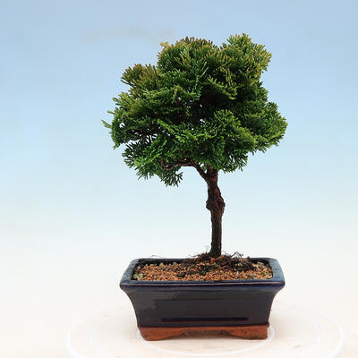 Venkovní bonsai - Cham.pis obtusa Nana Gracilis - Cypřišek - 3