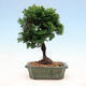 Venkovní bonsai - Cham.pis obtusa Nana Gracilis - Cypřišek - 3/3