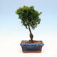 Venkovní bonsai - Cham.pis obtusa Nana Gracilis - Cypřišek - 3/3