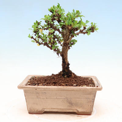 Venkovní bonsai - Berberis thunbergii Kobold - Dřištál Thunbergův - 3