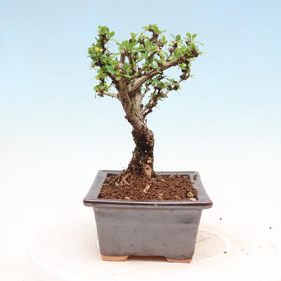 Venkovní bonsai - Berberis thunbergii Kobold - Dřištál Thunbergův - 3