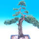 Venkovní bonsai-Juniperus chinenssis-Jalovec čínský - 3/6