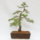 Venkovní bonsai - Larix decidua - Modřín opadavý - 3/4