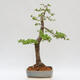 Venkovní bonsai - Larix decidua - Modřín opadavý - POUZE PALETOVÁ PŘEPRAVA - 3/5