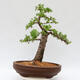 Venkovní bonsai - Larix decidua - Modřín opadavý - 3/5