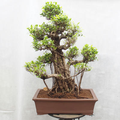 Pokojová bonsai - malolistý fíkus - Ficus retusa Kimmen - 3