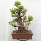 Pokojová bonsai - malolistý fíkus - Ficus retusa Kimmen - 3/4