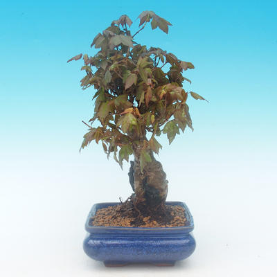 Shohin - Javor-Acer burgerianum na skále - 3