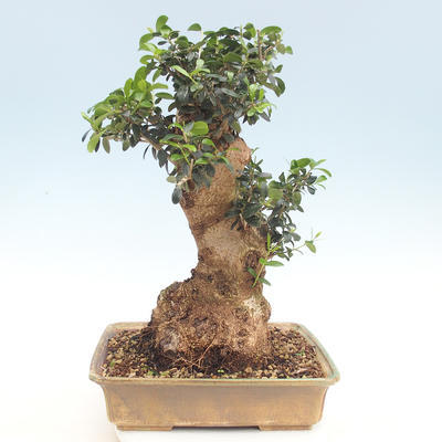 Pokojová bonsai - Olea europaea sylvestris -Oliva evropská drobnolistá - 3
