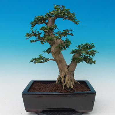 Pokojová bonsai -PREMNA MICROPHYLLA Kozlovoň malolistá - 3