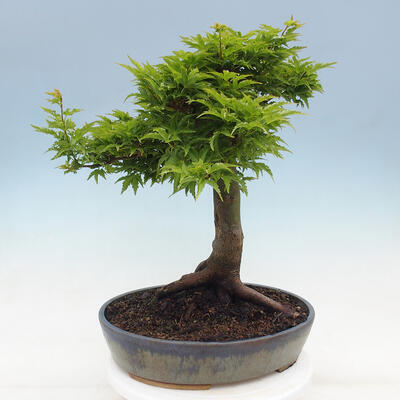 Venkovní bonsai -Javor dlanitolistý Acer palmatum Shishigashira - 3