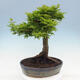 Venkovní bonsai -Javor dlanitolistý Acer palmatum Shishigashira - 3/6