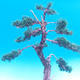 Venkovní bonsai-Juniperus chinenssis-Jalovec čínský - 3/3