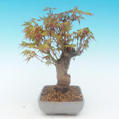 Shohin - Javor-Acer palmatum - 3