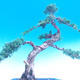 Venkovní bonsai-Juniperus chinenssis-Jalovec čínský - 3/4