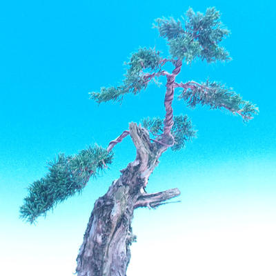 Venkovní bonsai-Juniperus chinenssis-Jalovec čínský - 3