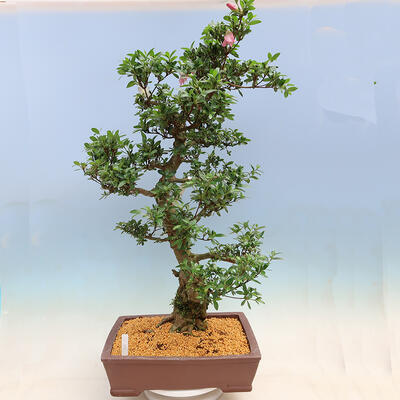 Venkovní bonsai - Japonská azalka SATSUKI- Azalea BYAKUREN - 3