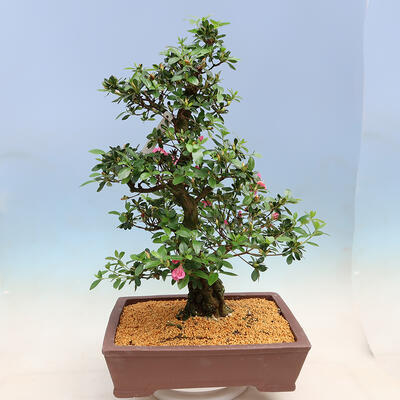 Venkovní bonsai - Japonská azalka SATSUKI- Azalea MOEKA - 3