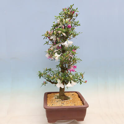Venkovní bonsai - Japonská azalka SATSUKI- Azalea KINSHO - 3