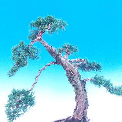 Venkovní bonsai-Juniperus chinenssis-Jalovec čínský - 3