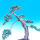 Venkovní bonsai-Juniperus chinenssis-Jalovec čínský - 3/4