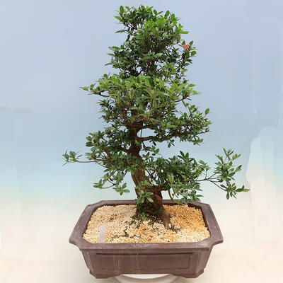 Venkovní bonsai - Japonská azalka SATSUKI- Azalea SUIREN - 3
