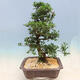 Venkovní bonsai - Japonská azalka SATSUKI- Azalea SUIREN - 3/6