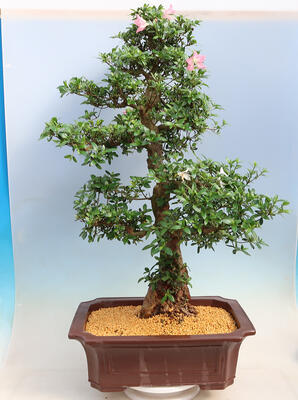Venkovní bonsai - Japonská azalka SATSUKI- Azalea BEYAKUREN - 3