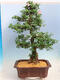 Venkovní bonsai - Japonská azalka SATSUKI- Azalea BEYAKUREN - 3/6