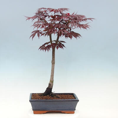Venkovní bonsai - Javor dlanitolistý - Acer palmatum TROUTENBURG - 3