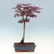 Venkovní bonsai - Javor dlanitolistý - Acer palmatum TROUTENBURG - 3/6