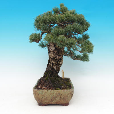 Venkovní bonsai - Borovice parviflora - Borovice drobnokvětá - 3