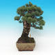 Venkovní bonsai - Borovice parviflora - Borovice drobnokvětá - 3/6