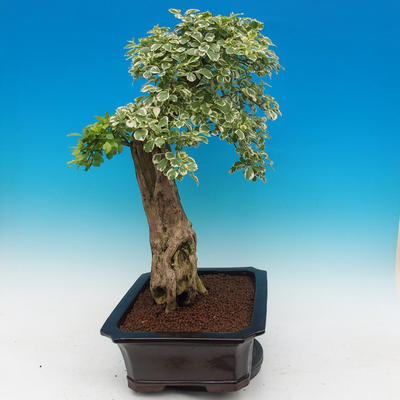 Pokojová bonsai - Duranta variegata - 3