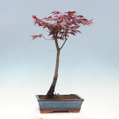 Venkovní bonsai - Javor dlanitolistý - Acer palmatum TROUTENBURG - 3