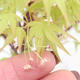 Venkovní bonsai - Acer pal. Sango Kaku - Javor dlanitolistý - 3/4