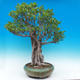Pokojová bonsai - Ficus kimmen -  malolistý fíkus - 3/5