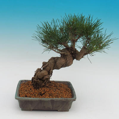 Pinus thunbergii - Borovice thunbergova - 3